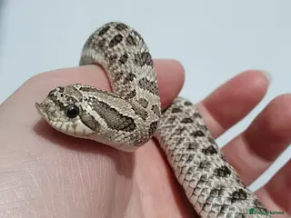 Snake reptiles Western hognose snakes from £120 & Leachie gecko - Advert 6
