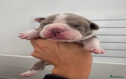 English Bulldog dogs for sale: Only one male left! Ready on the 27th of October  - Image 16