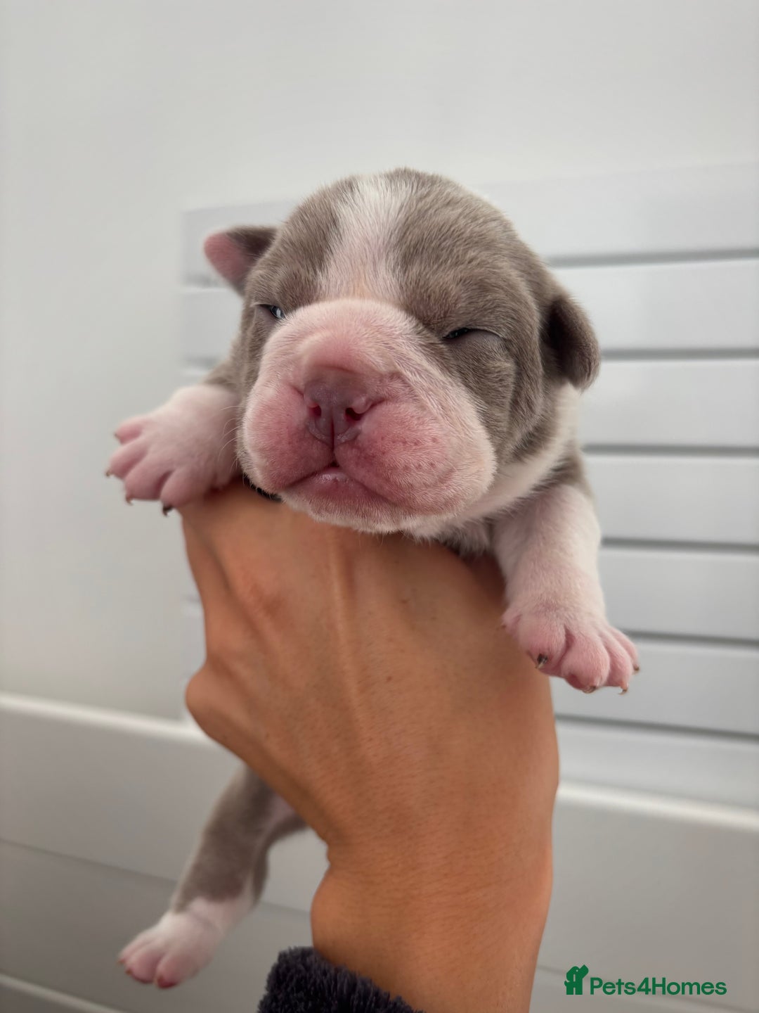 English Bulldog dogs for sale: Only one male left! Ready on the 27th of October  - Image 16