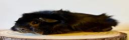 Guinea Pig rodents for sale: Selection of guinea pigs looking for new homes  - Advert 5