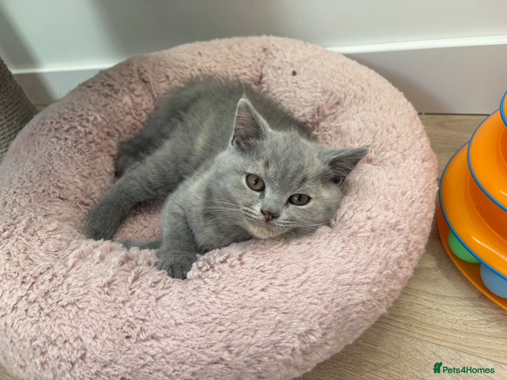 British Shorthair cats LAST ONE READY NOW BRITISH SHORTHAIR TICA Reg - Advert 15