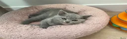 British Shorthair cats for sale: LAST ONE READY NOW BRITISH SHORTHAIR TICA Reg in Preston - Advert 3