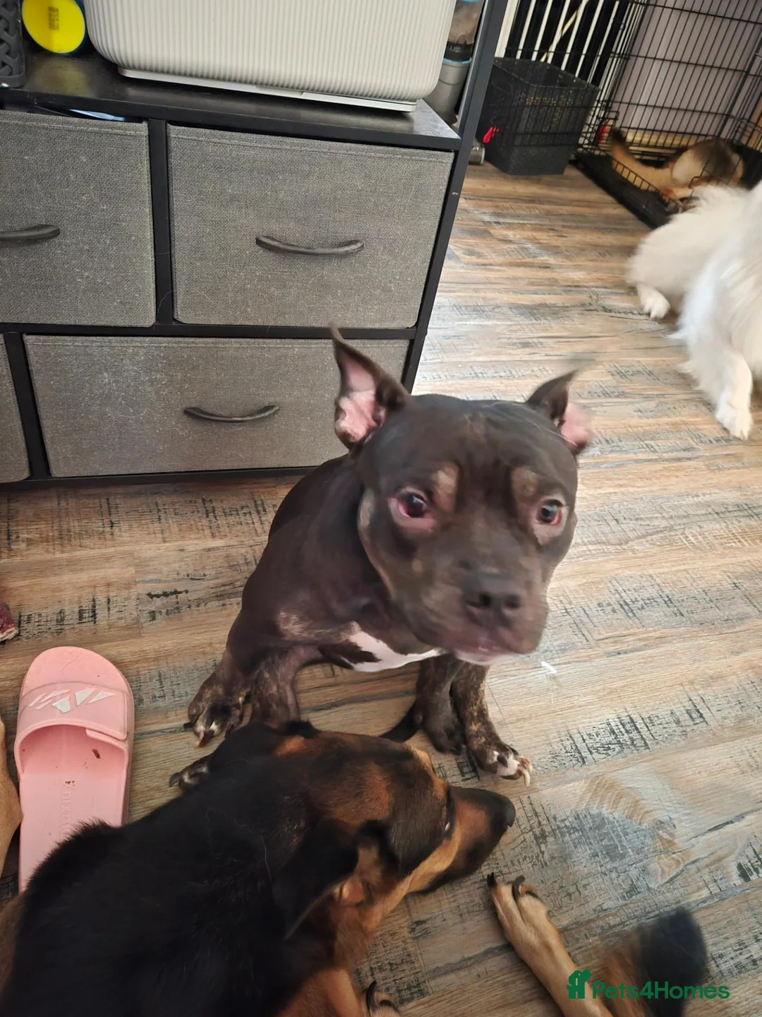 American Bully dogs for sale: Pocket bully for sale  - Advert 2