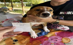 Mixed Breed dogs for adoption: Heidy for adoption - Image 5