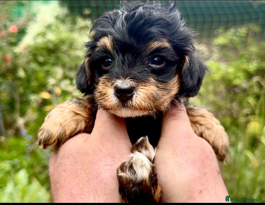 Maltipoo dogs for sale: Maltipoo Puppies  - Advert 1