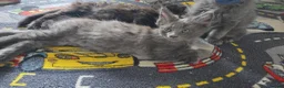 Maine Coon cats for sale: ✨ Stunning Maine Coon Babies ✨ - Advert 8