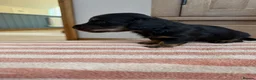 Miniature Dachshund dogs for sale: KC Long Haired Miniature Dachshund Puppies - Advert 29