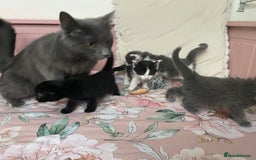 Mixed Breed cats for sale: Four beautiful kittens  - Image 4