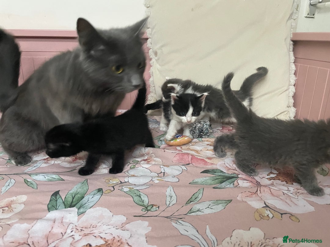 Mixed Breed cats for sale: Four beautiful kittens  - Image 4