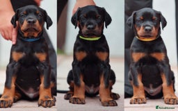 Dobermann dogs for sale: Exceptional Confident European Doberman puppies - Image 7