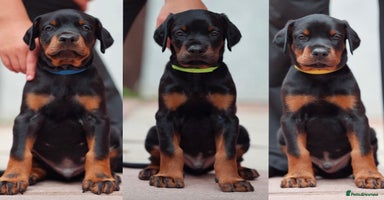 Dobermann dogs - Advert 7
