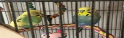 Budgerigars birds for sale: Two male budgies with cage food and all accessorie - Advert 1