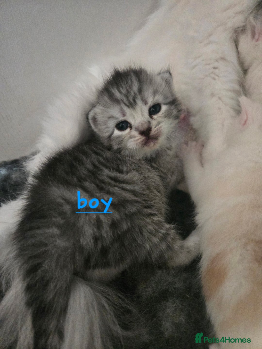 Persian cats for sale: Persian x fluffy kittens  - Image 11