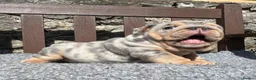 English Bulldog dogs for sale: Beautiful English bulldog puppies - Advert 9