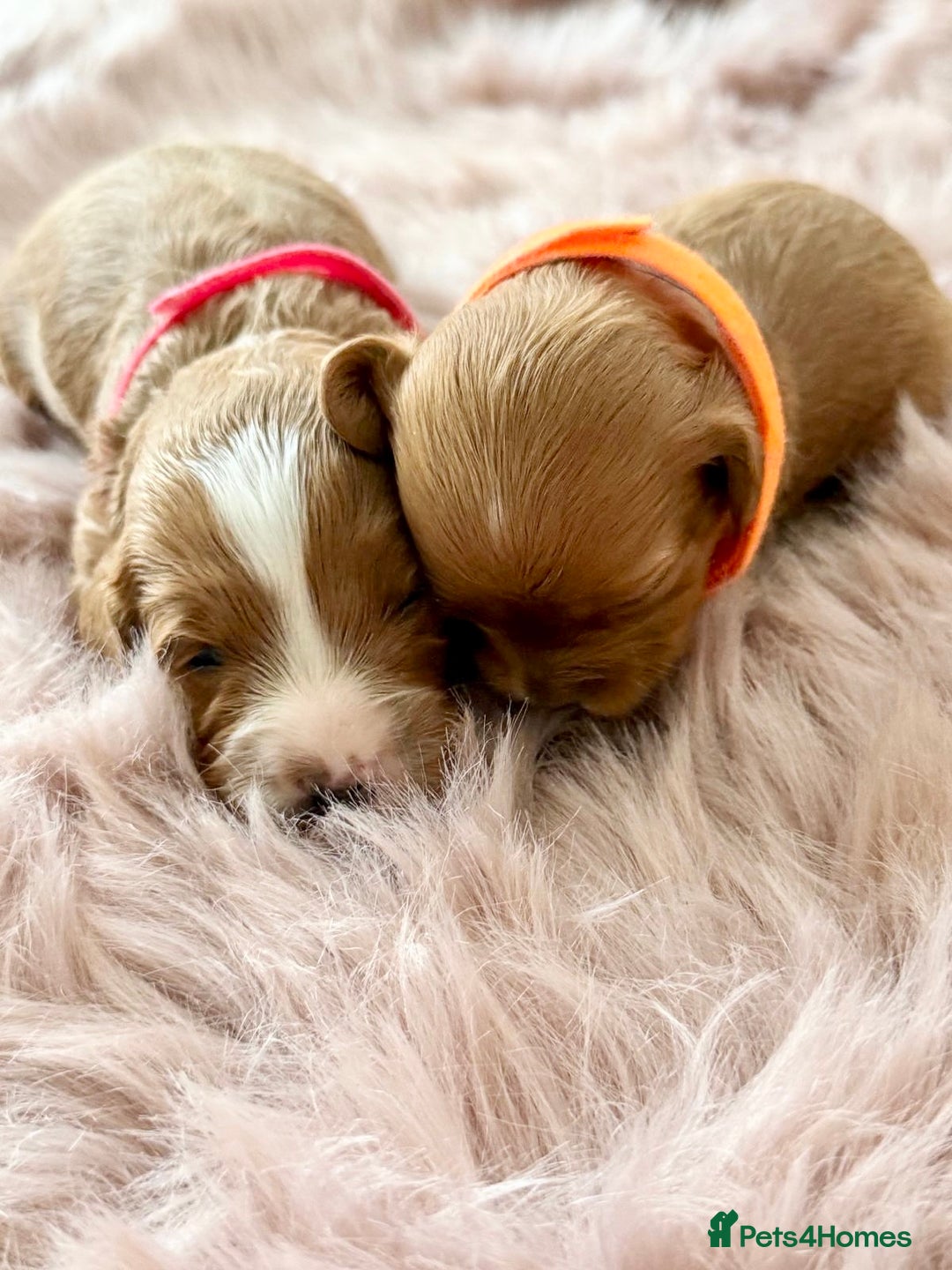 Cavapoo dogs for sale: Beautiful F1b Cavapoo's 🧬 DNA Tested Parents - Image 2