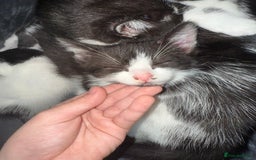 American Shorthair cats for sale: 5 kittens for sale 1boy 4girls.  - Image 10