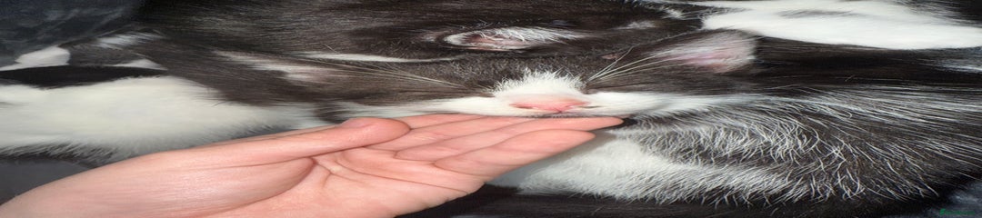 Kitten 4: Named Cinny