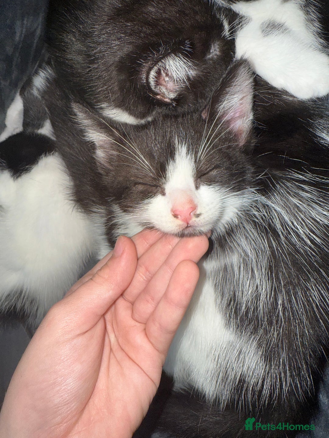 American Shorthair cats for sale: 5 kittens for sale 1boy 4girls.  - Image 10