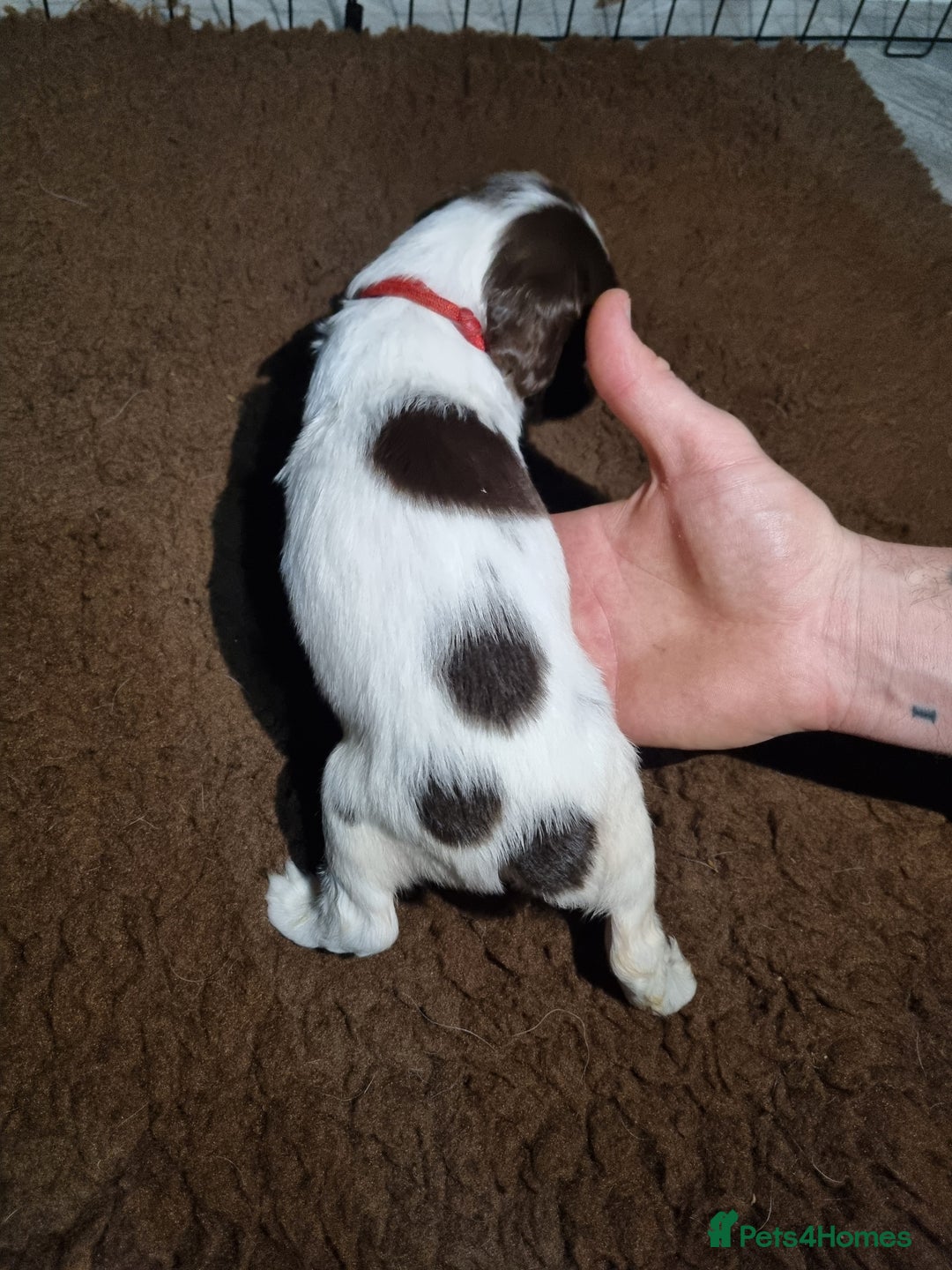 English Springer Spaniel dogs for sale: KC registered English Springer Spaniel puppies 🐾 - Advert 19