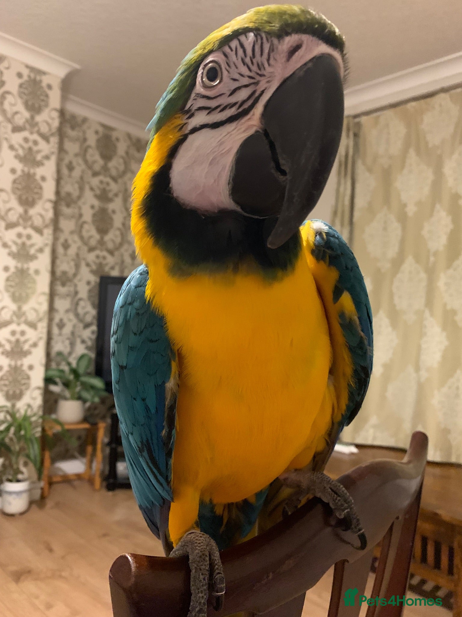 Macaws birds Silly Tame 1 person Macaw  - Advert 1
