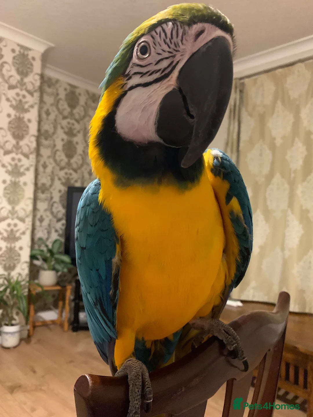 Macaws birds for sale: Silly Tame 1 person Macaw  - Advert 1