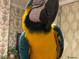 Macaws birds Silly Tame 1 person Macaw - Advert 1