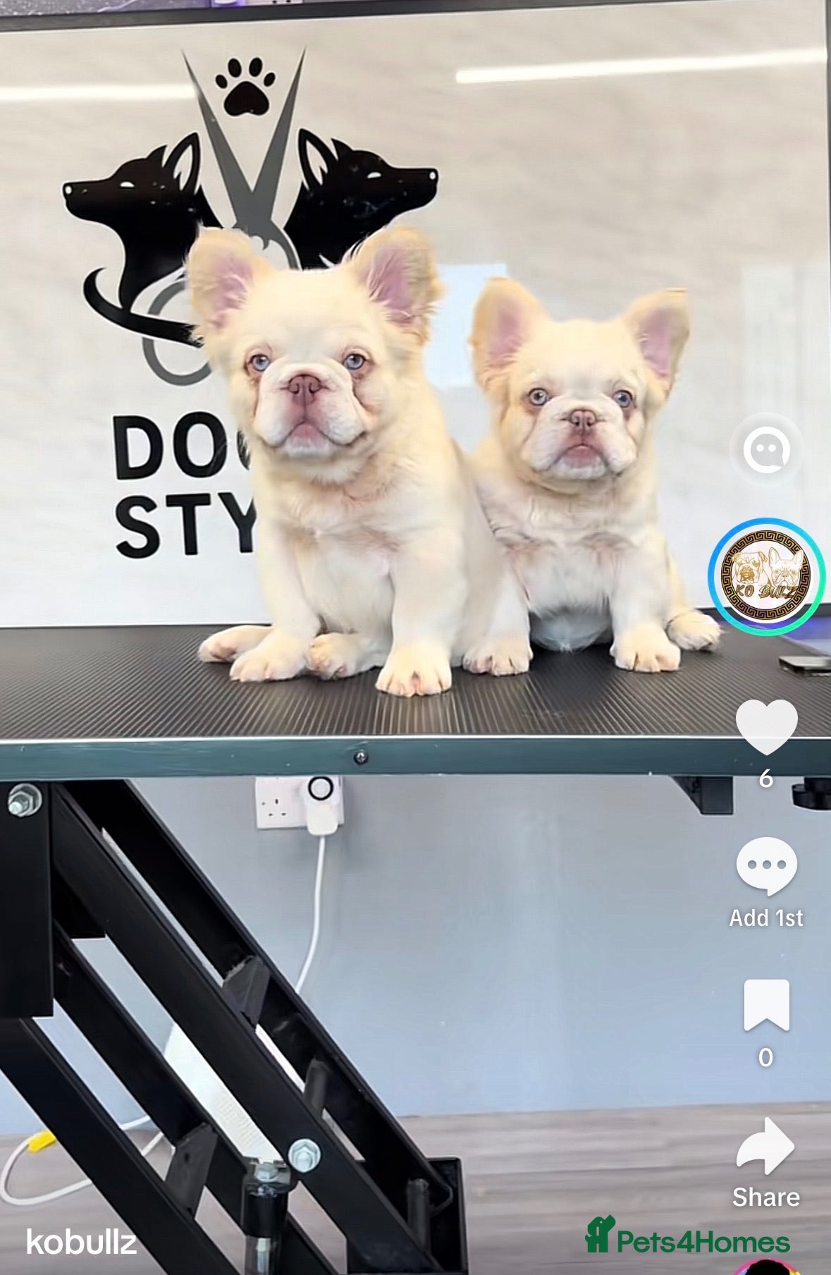 French Bulldog dogs Exceptional Fluffy Frenchie Puppies available  - Advert 2