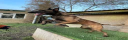 Belgian Shepherd Dog dogs for stud: ‼️Belgium Malinois for Stud‼️ in Harrow - Advert 4