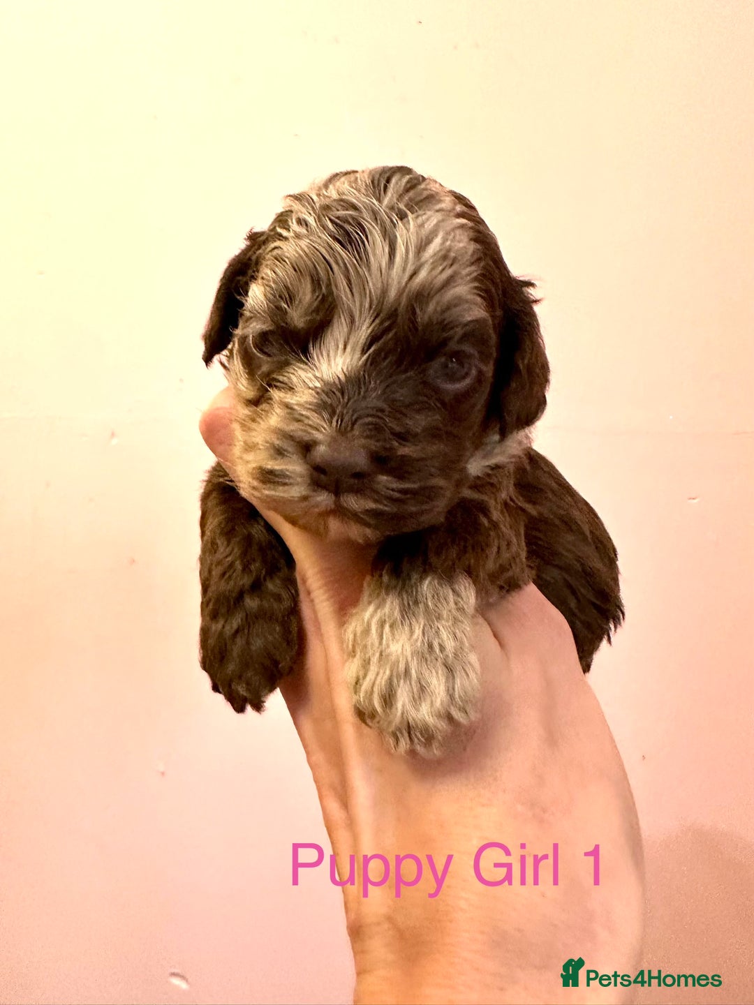 Cockapoo dogs for sale: Lovely American Cockapoo Pups Chocolates & Merles  - Advert 2