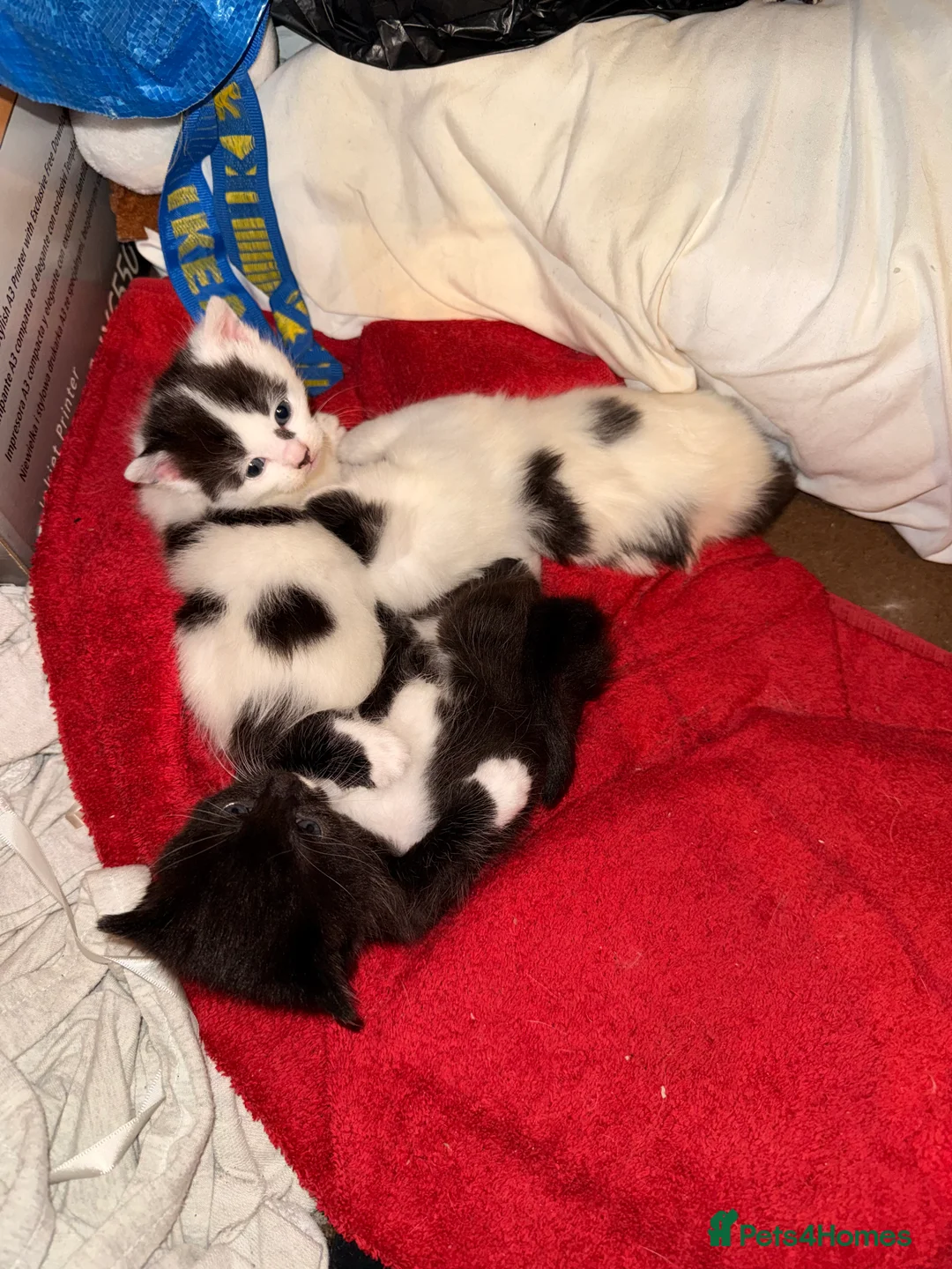Mixed Breed cats for sale: 3 super friendly girls  - Advert 11