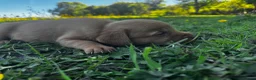 Labrador Retriever dogs for sale: Ready to Leave - Labrador puppies  in Leeds - Advert 4