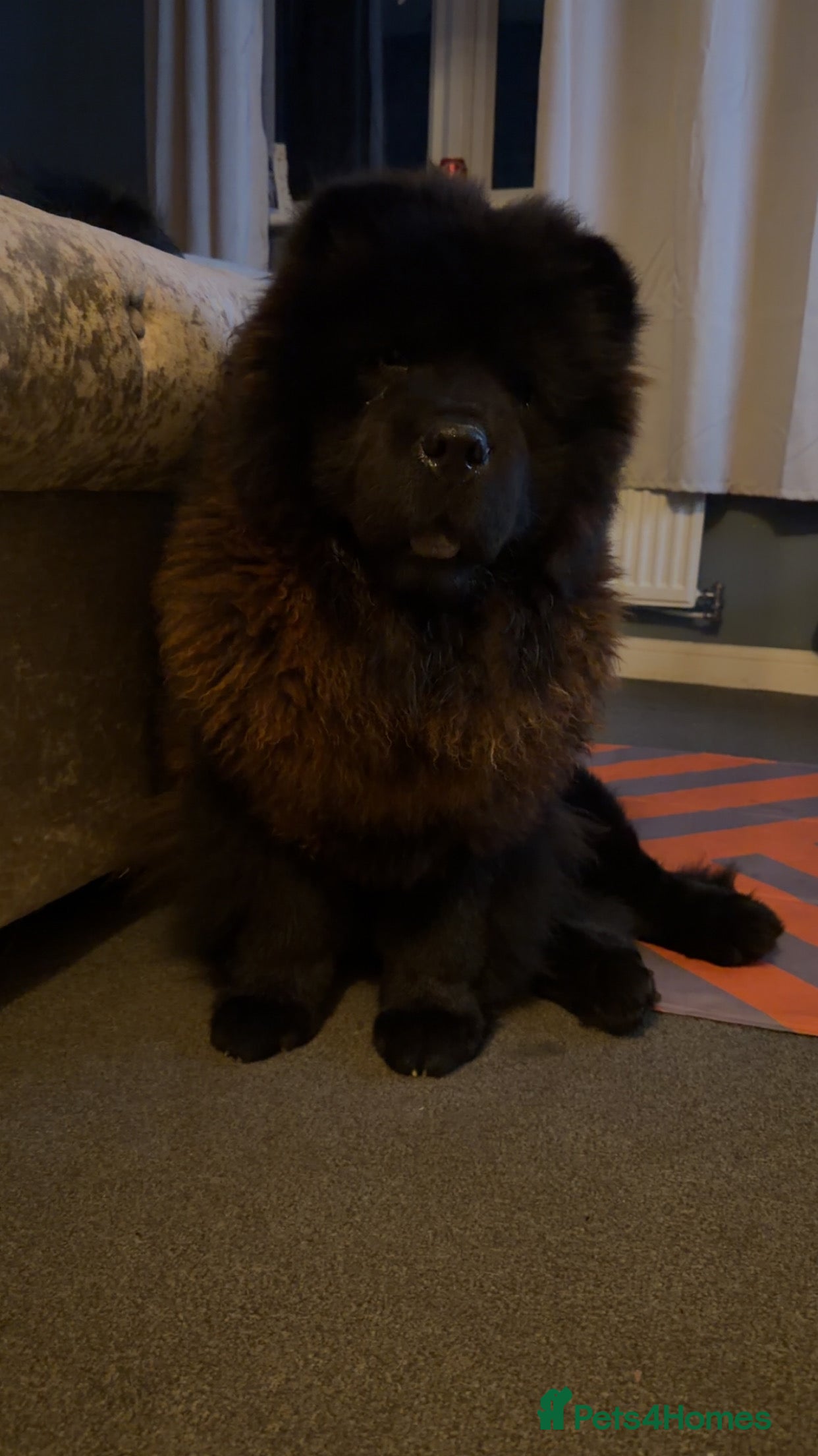 Chow Chow dogs Chow chow for STUD - Advert 16