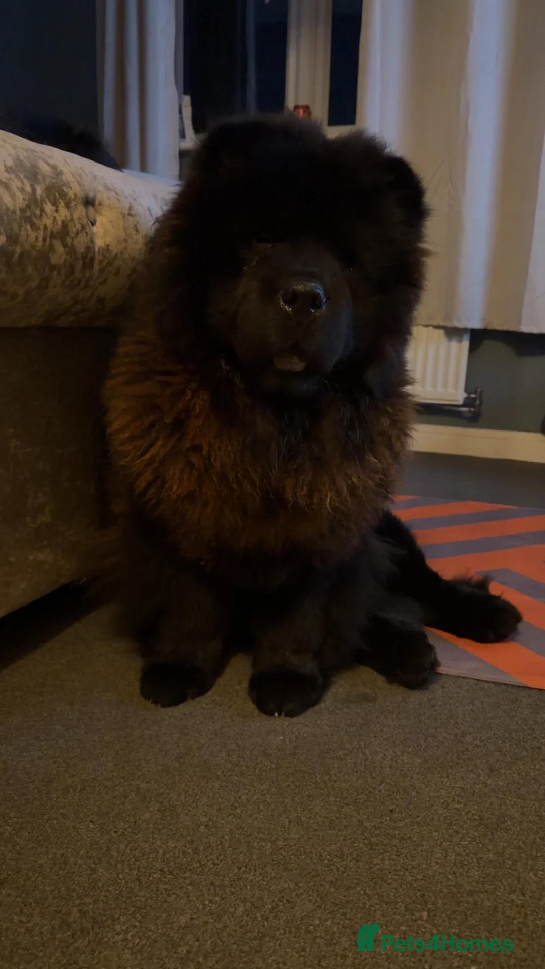 Chow Chow dogs for stud: Chow chow for STUD - Advert 1