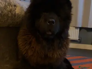 Chow Chow dogs Chow chow for STUD - Advert 16