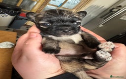 Mixed Breed dogs for sale: Schi-Chi babies in Wadebridge - Image 6