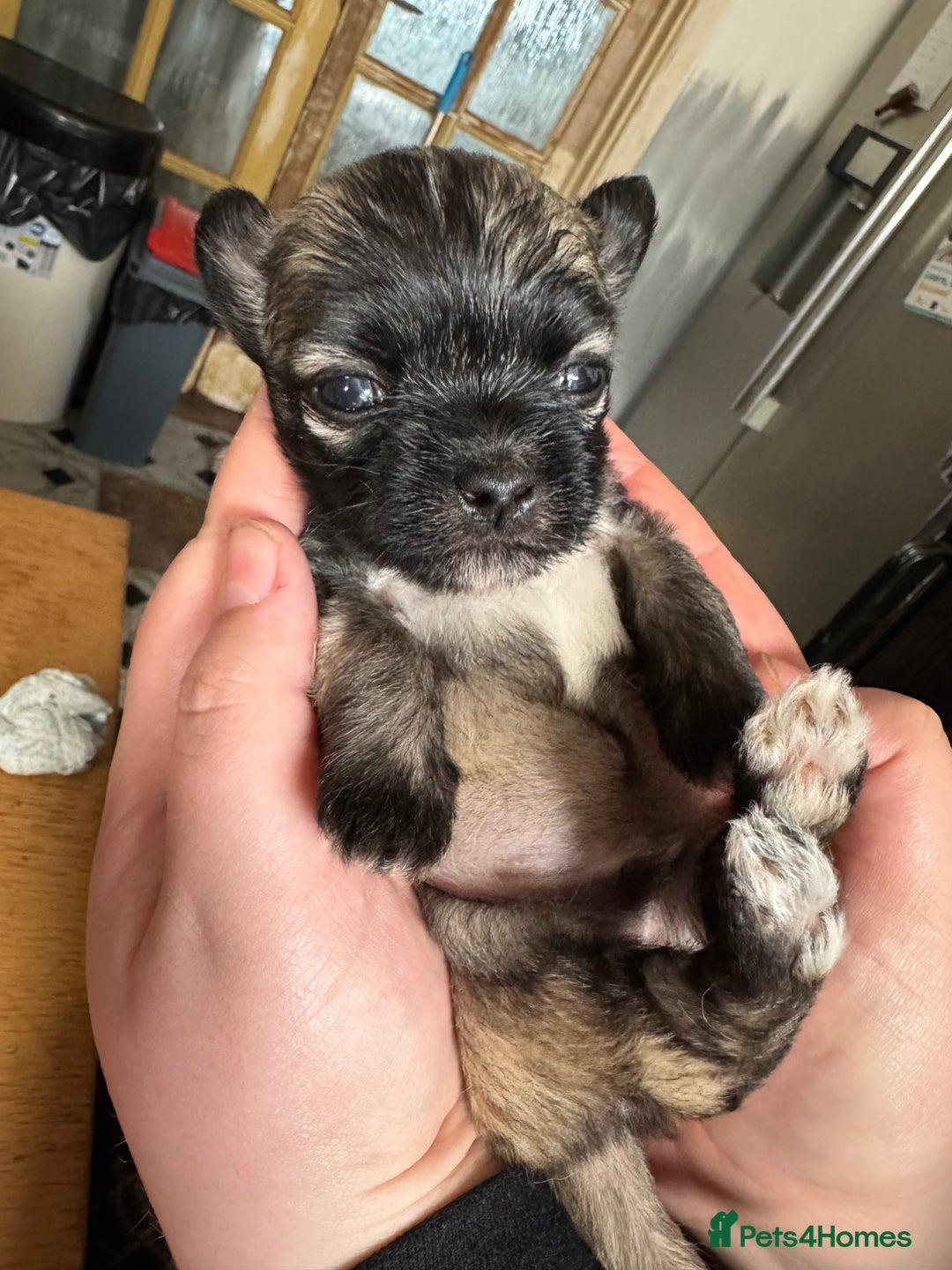 Mixed Breed dogs for sale: Schi-Chi babies in Wadebridge - Image 6