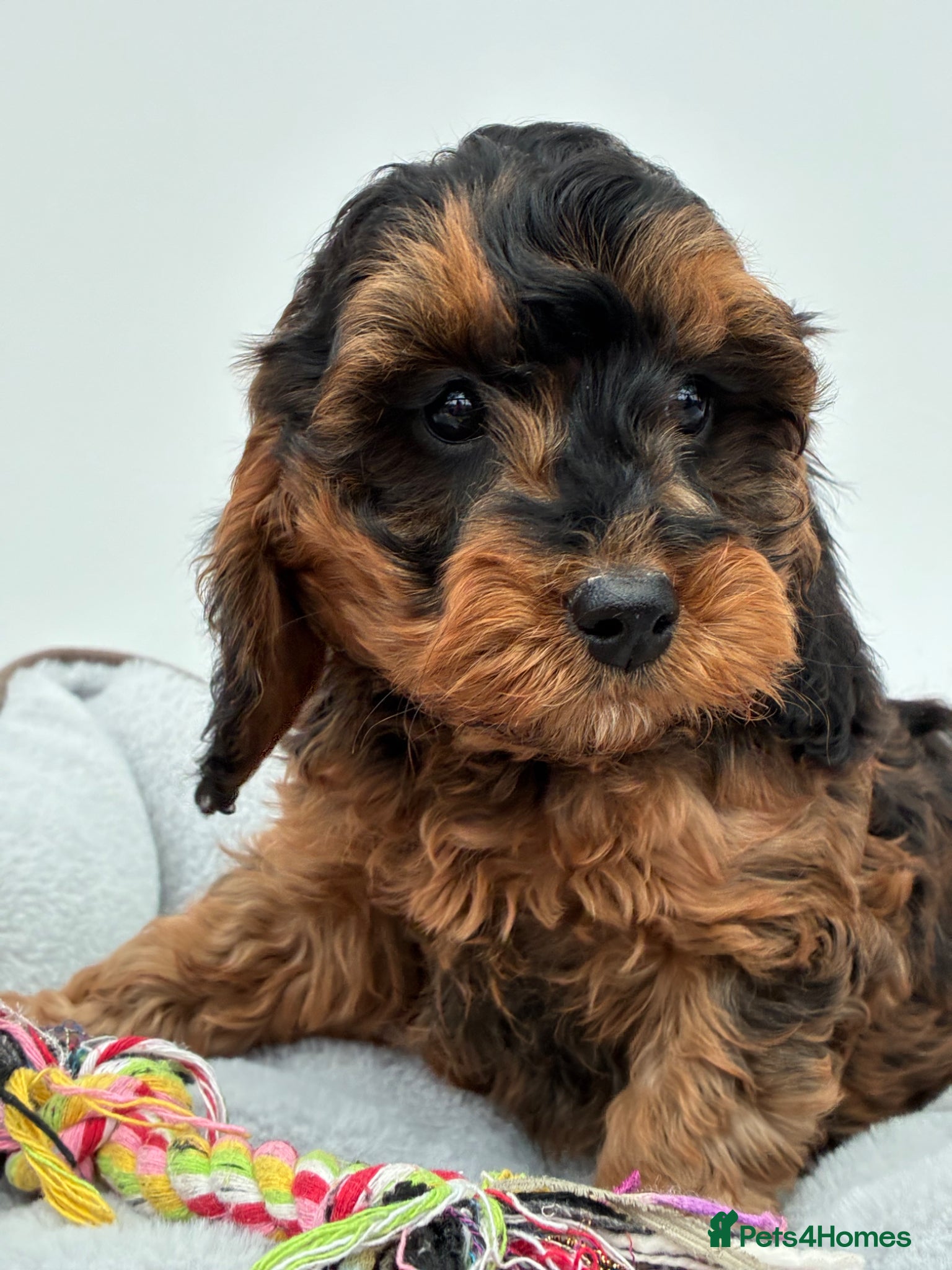 Cockapoo dogs F1b Cockapoos Puppies Available! - Advert 1