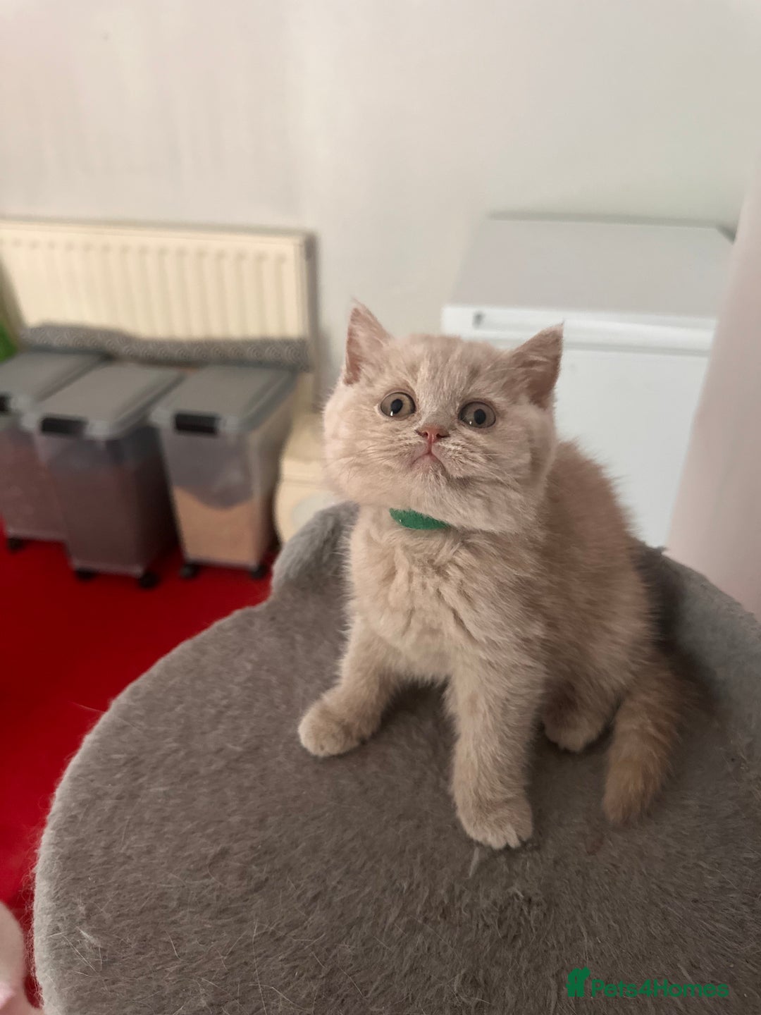 British Shorthair cats for sale: British shorthair kittens  - Image 20