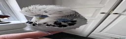 Budgerigars birds for sale: Super Tame Male Exhibition Budgie & Cage - Advert 3