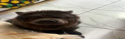 Chow Chow dogs for sale: 11 month boy chow - Advert 3