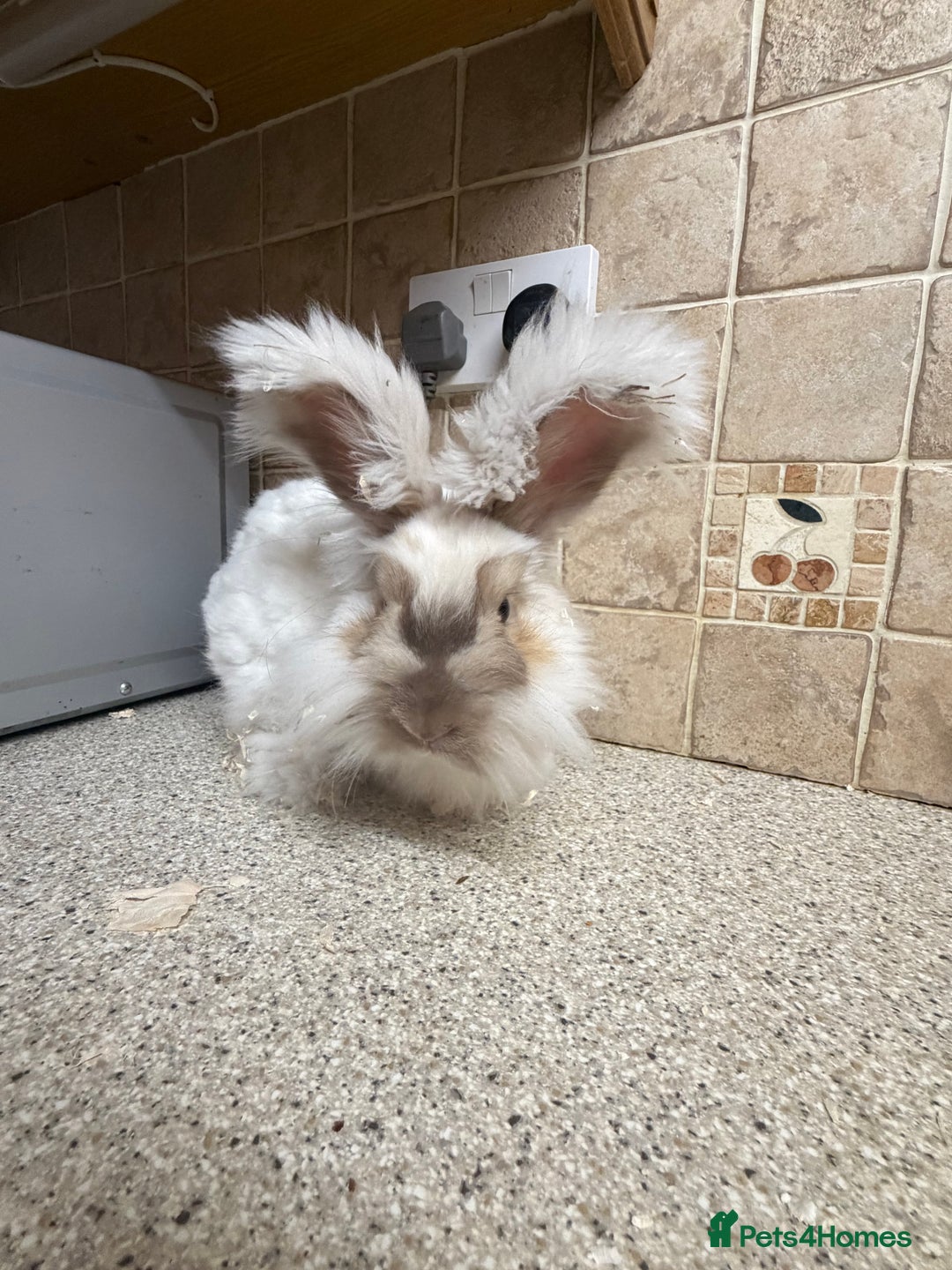 Angora rabbits for sale: Male  - Advert 2