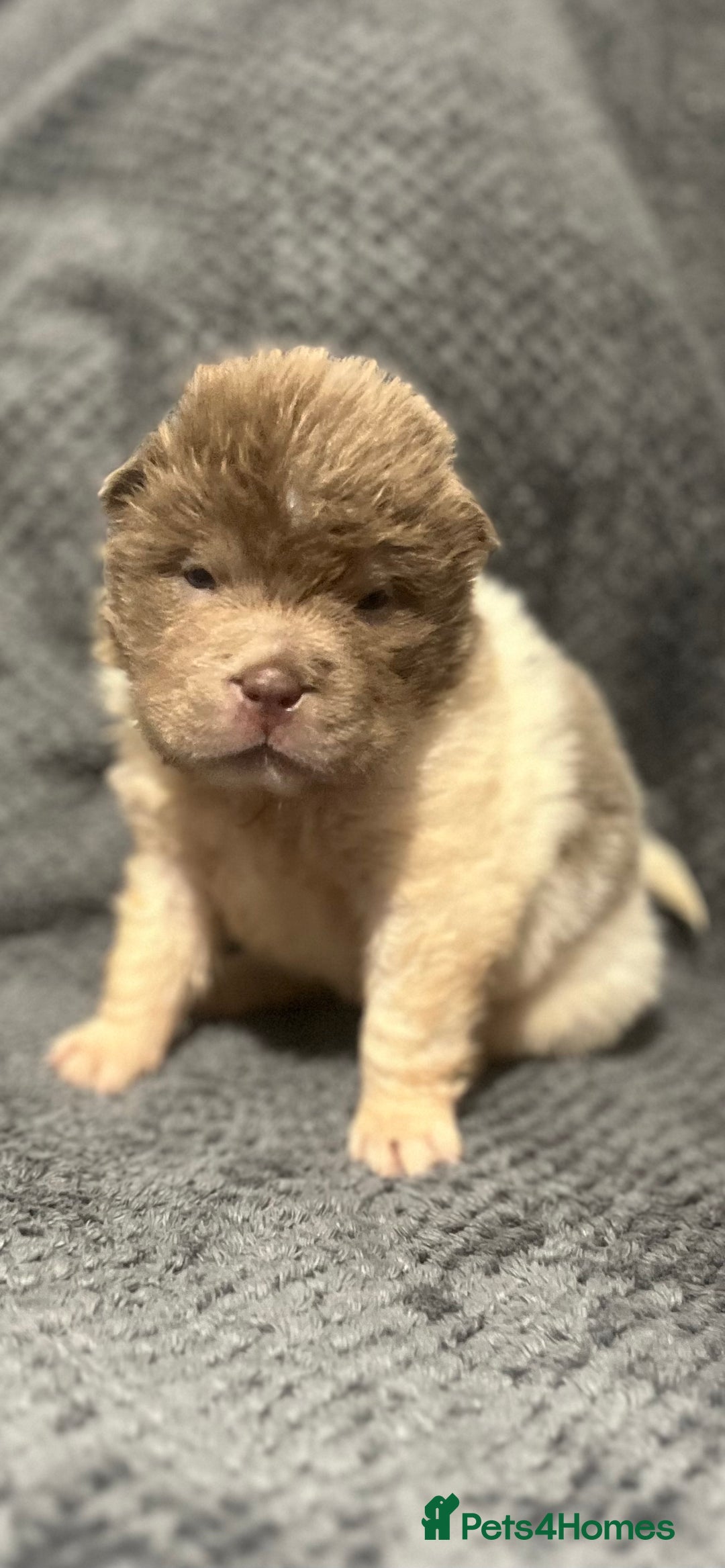 Shar Pei dogs for sale: Ready now amazing bear coat !!!!  - Advert 38