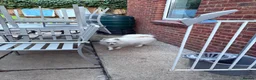 Japanese Spitz dogs for sale: Japanese spitz  in Swindon - Advert 3