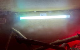 Bearded Dragon reptiles for sale: Young Bearded Dragon For Sale - Image 5