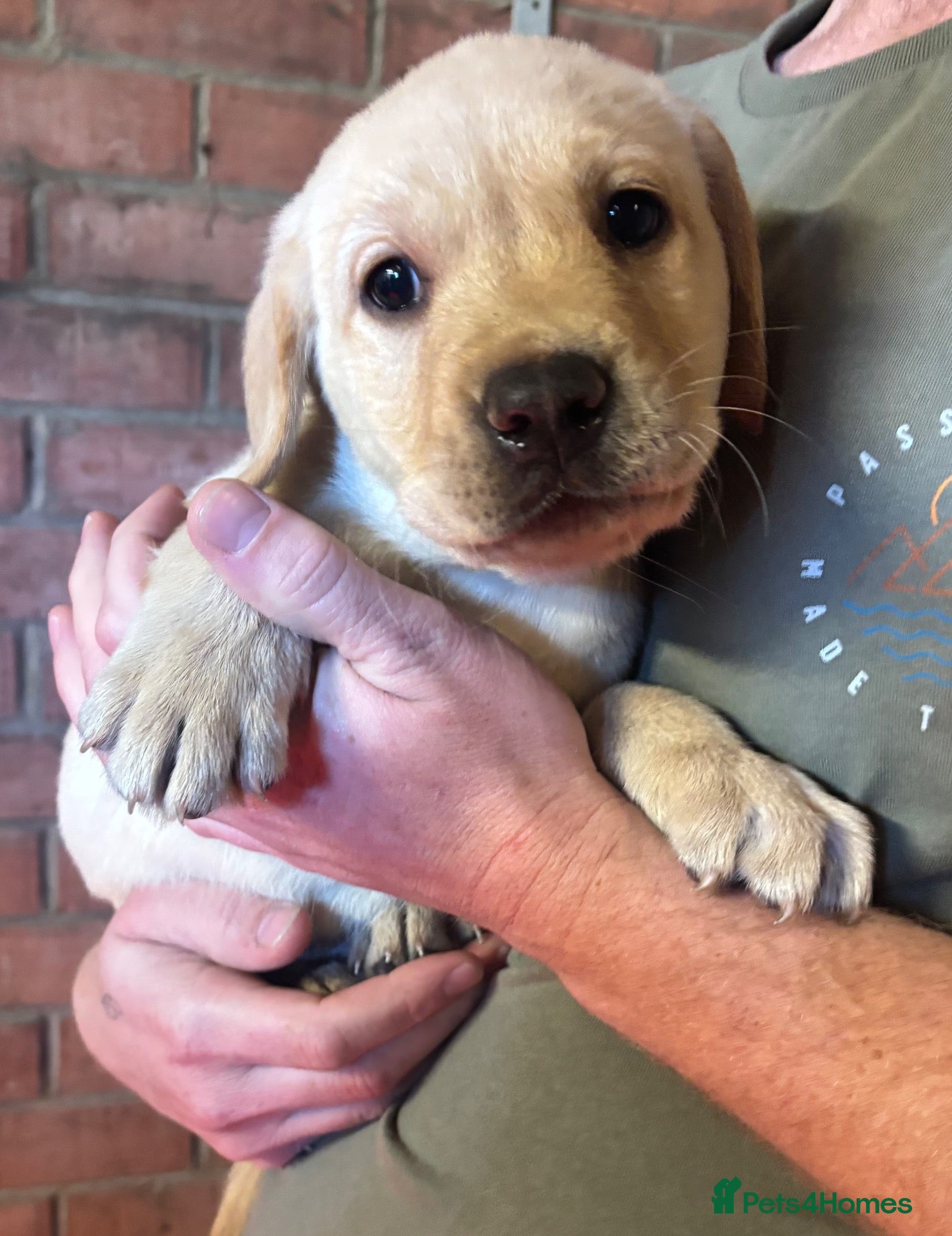 Labrador Retriever dogs (only 1 boy left) KC Registered Labrador puppies  - Advert 15