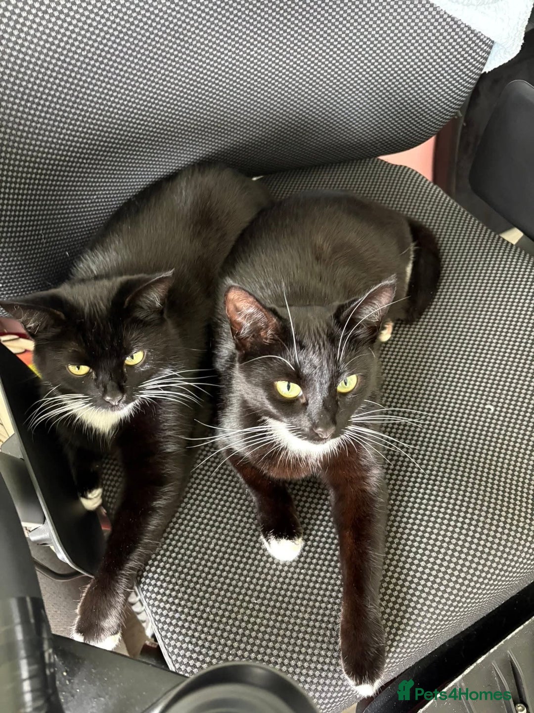 Domestic Shorthair cats for sale: 1 female cat - Image 9