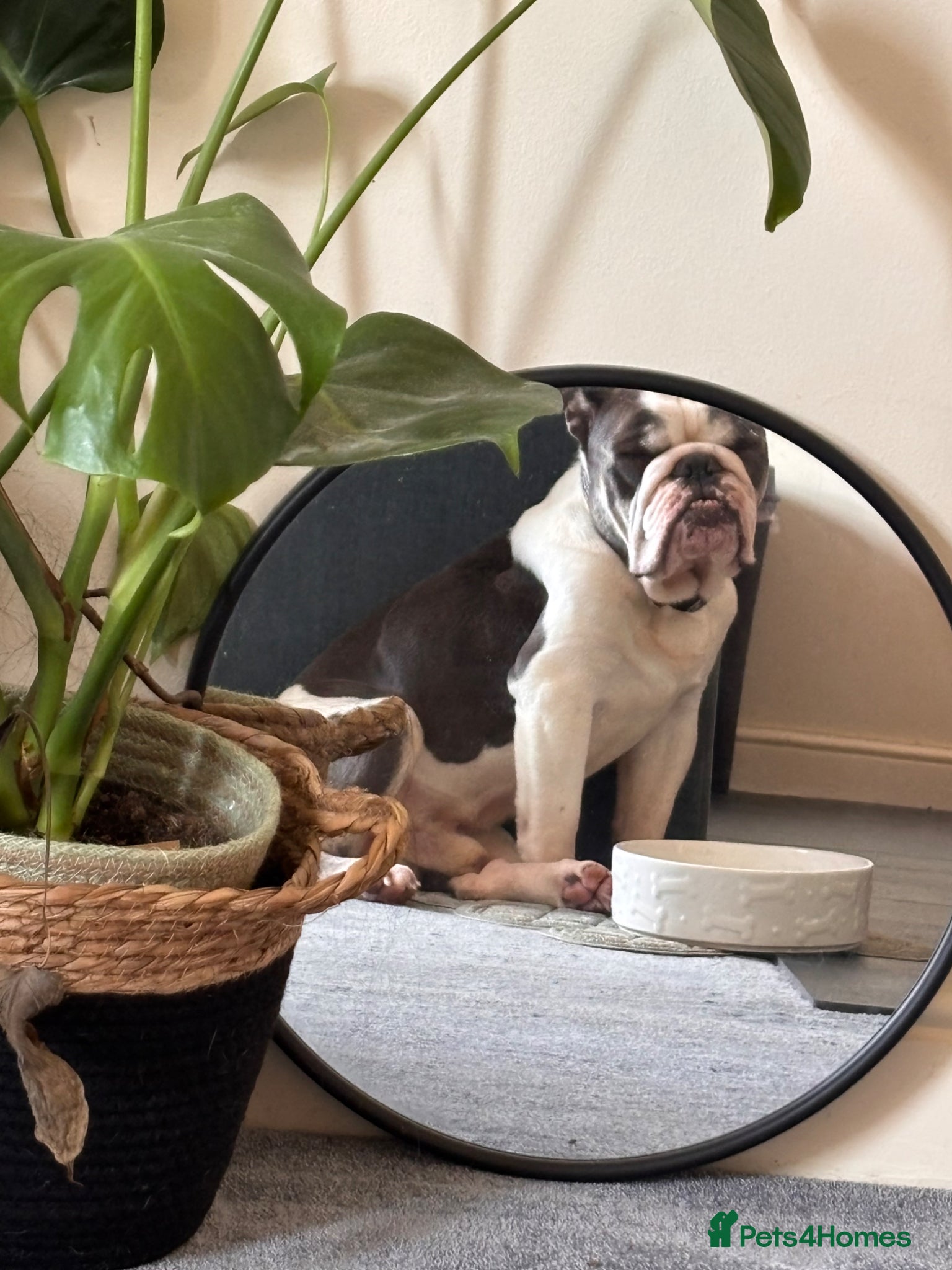 Mixed Breed dogs English Bulldog Monty - Advert 1