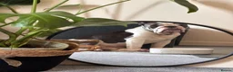 Mixed Breed dogs for sale: English Bulldog Monty - Advert 1