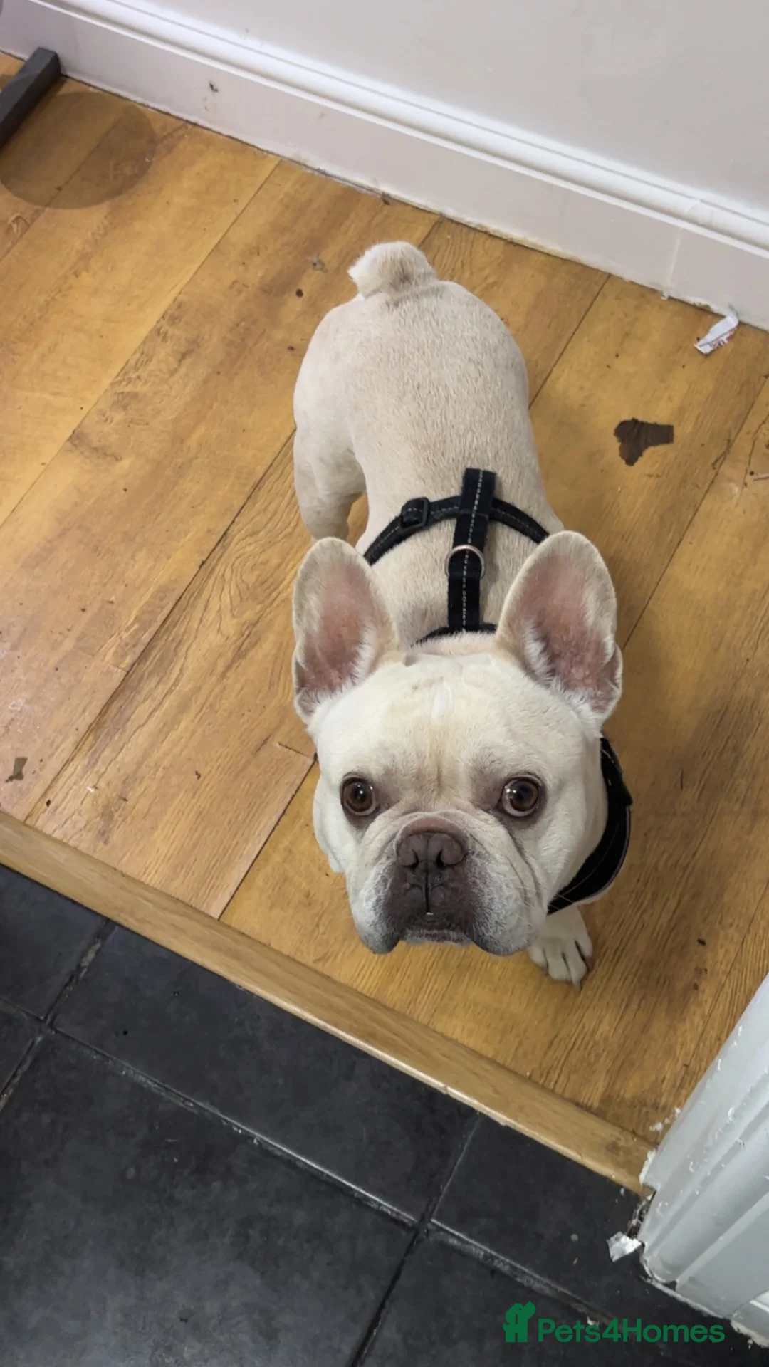 French Bulldog dogs for sale: 4 year-old pedigree French bulldog - Advert 1