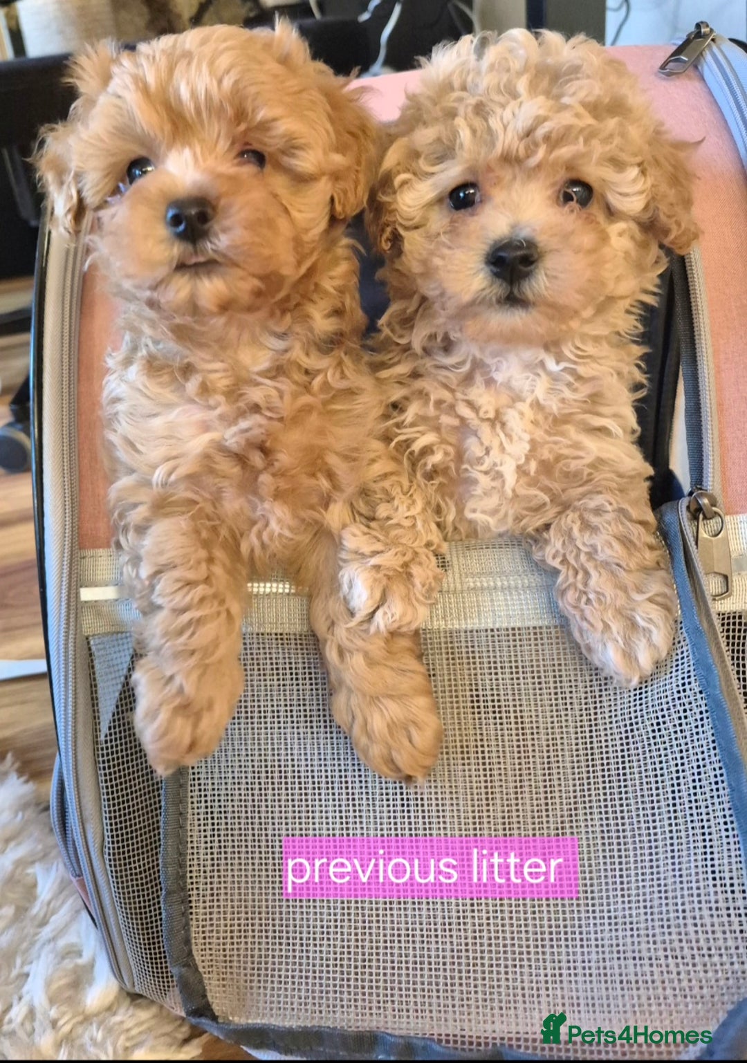 Maltipoo dogs for sale: Beautiful Toy Maltipoo Puppies   - Advert 16